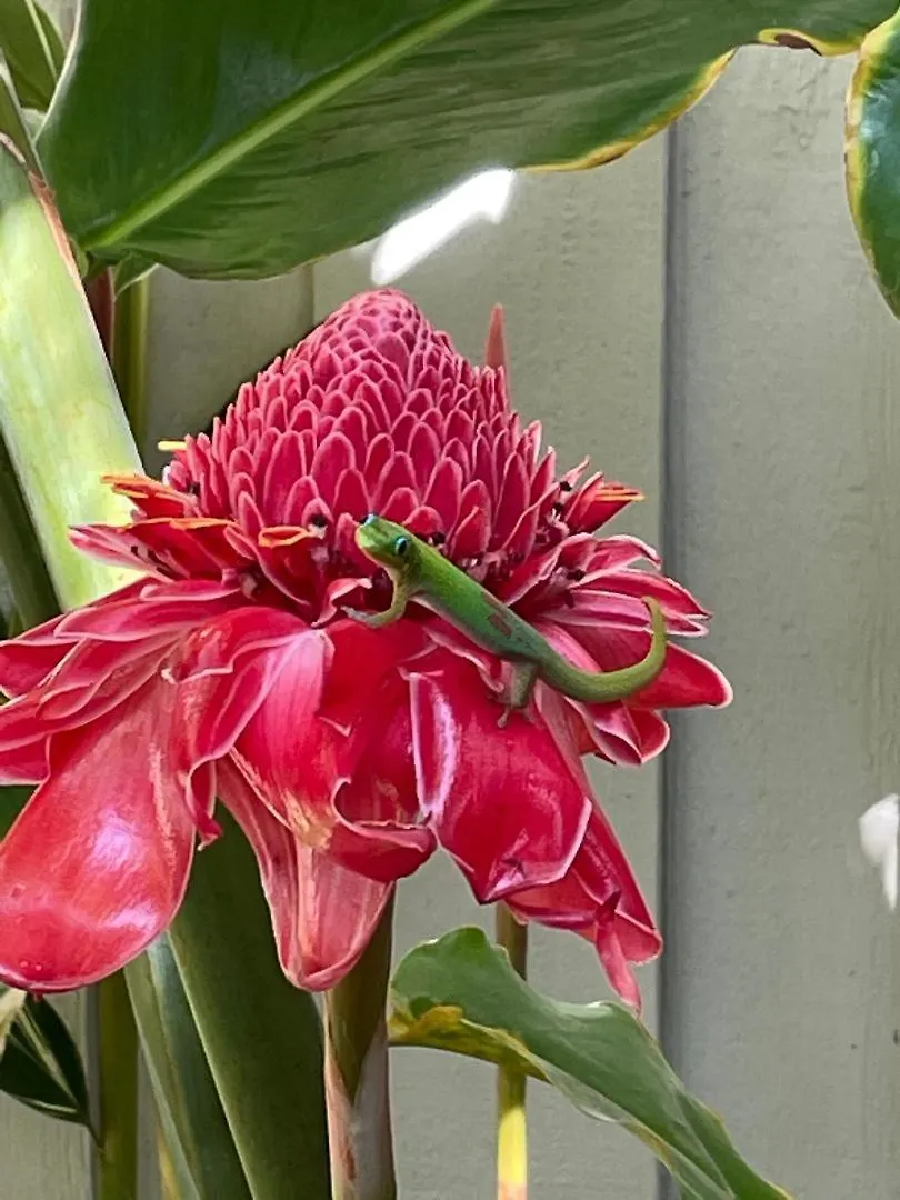 Holiday home Hale Kamaole 276 Villa Wailea  United States